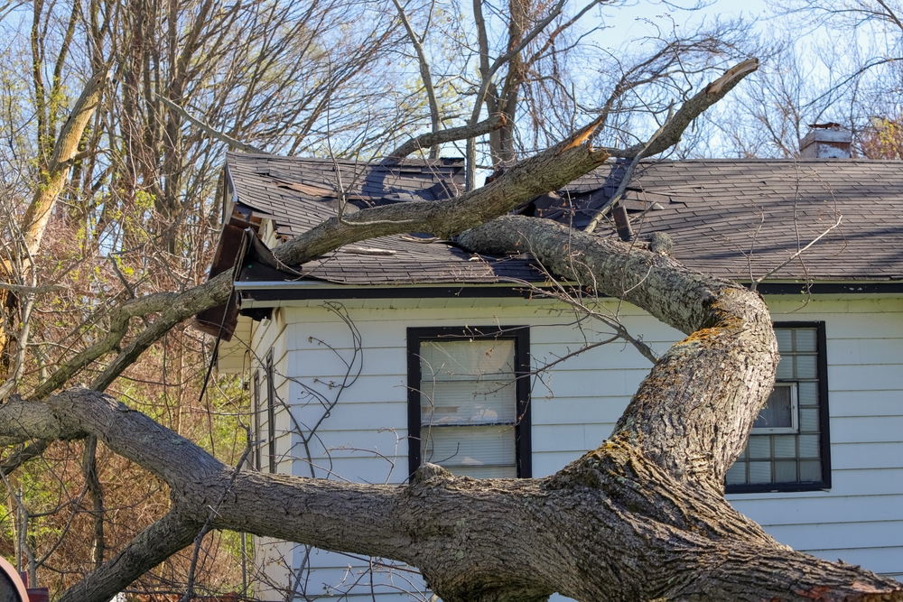 A tree has fallen on a home due to  natural disaster in the Gulf South